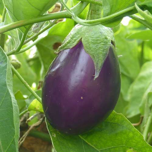 Aubergine Barbentane